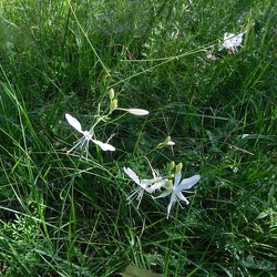 Anthericum (ancien)