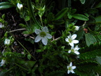 Arenaria ciliata ssp multicaulis3