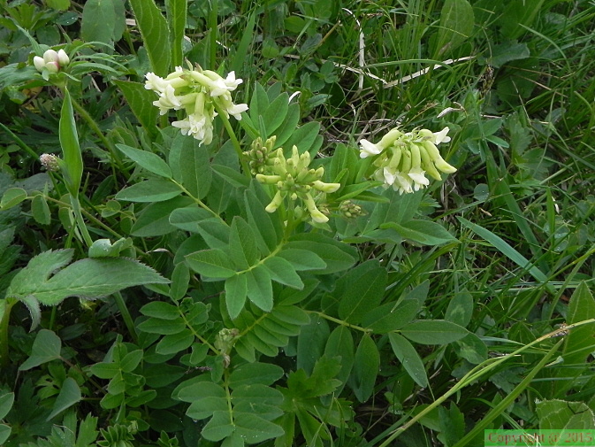 Astragalus frigidus3