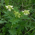 Astragalus frigidus3