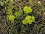 Chrysosplenium alternifolium3