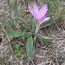 Colchicum (ancien)