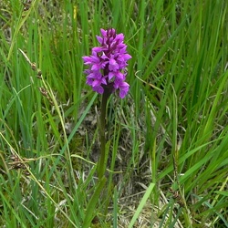 Dactylorhiza