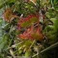 Drosera rotundifolia3