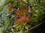 Drosera rotundifolia3