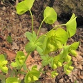 Euphorbia amygdaloides3