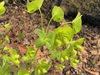 Euphorbia amygdaloides3