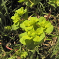 Euphorbia helioscopa3