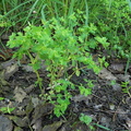 Euphorbia peplus3