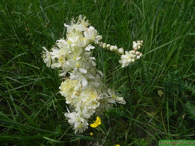 Filipendula_vulgaris3.JPG