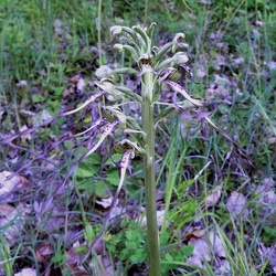 Himantoglossum