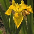 Iris pseudacorus3