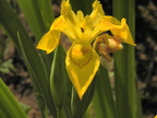 Iris pseudacorus3