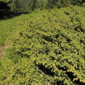 Juniperus nana3