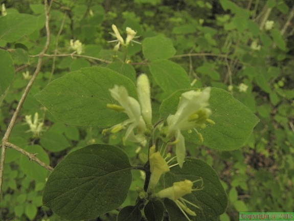 Lonicera xylosteum3