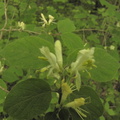 Lonicera xylosteum3