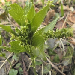 Euphorbiacées