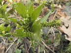 Euphorbiacées