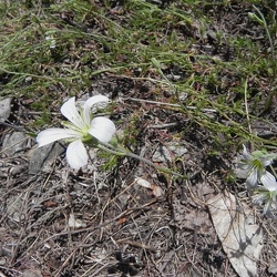 Minuartia