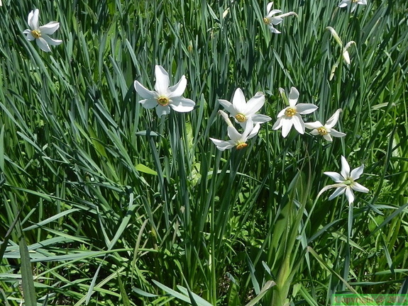 Narcissus poeticus ssp radiiflorus3