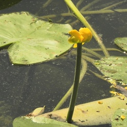 Nuphar