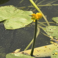 Nuphar luteum3