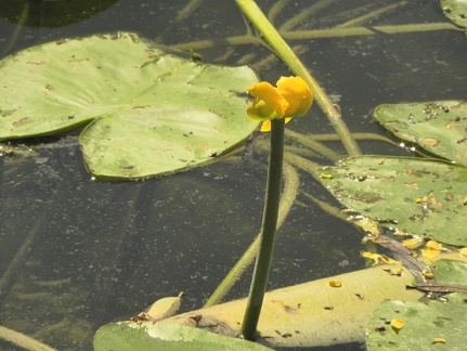 Nuphar luteum3