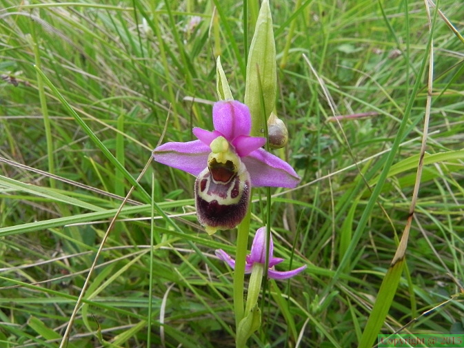 Ophrys elatior3