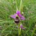 Ophrys elatior3