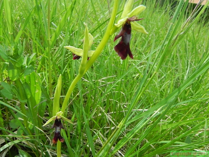 Ophrys_insectifera3.JPG