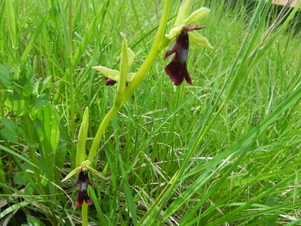 Ophrys insectifera3