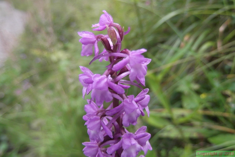 Orchis_conopea3.JPG