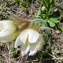 Pulsatilla