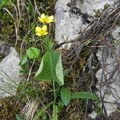 Ranunculus thora3