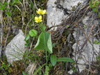 Ranunculus thora3