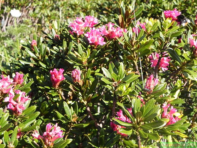 Rhododendron_ferrugineum3.JPG