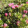 Rhododendron ferrugineum3