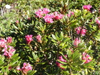Rhododendron ferrugineum3