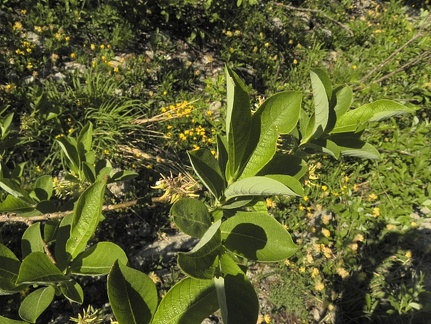 Salix appendiculata3