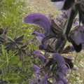 Salvia pratensis3