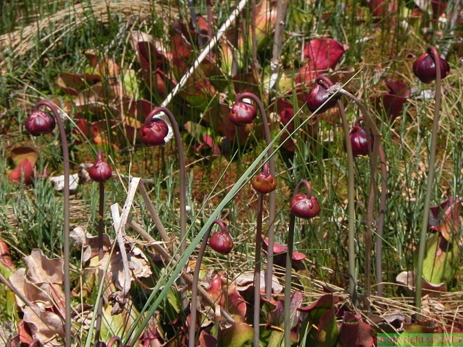 Sarracenia purpurea3