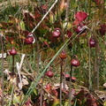 Sarracenia purpurea3