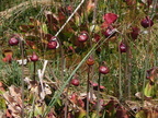 Sarraceniacées