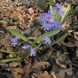 Scilla (nouveau)