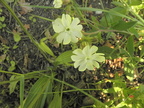 Silene latifolia3