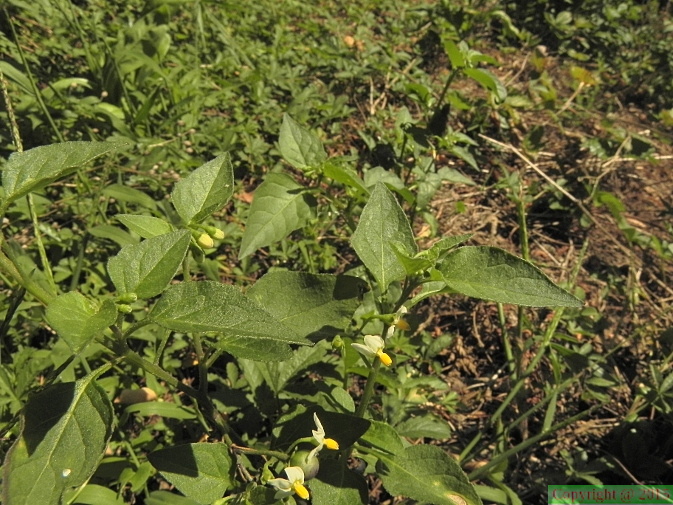 Solanum nigrum3