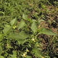 Solanum_nigrum3.JPG