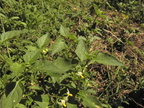 Solanum nigrum3