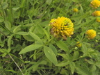 Trifolium badium3