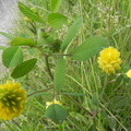 Trifolium campestre3